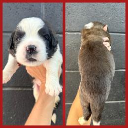 Red - Mahogany and white male Saint Bernard puppy in Ladysmith, Wisconsin from Northwoods Saint Bernards