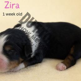 Zira - Black tri female Miniature Australian Shepherd puppy in Oronogo, Missouri from Dutton's Show Me Farms