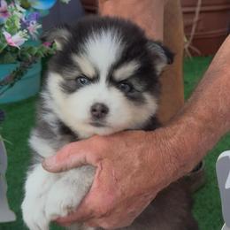 Bill - Black and white male Pomsky puppy in Spring Hill, Florida from PDQ Pomskies
