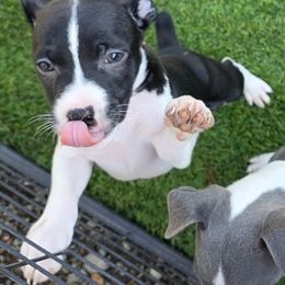 Aloha - Black and white male Rat Terrier puppy in Ukiah, California from Mysthaven Rat Terriers