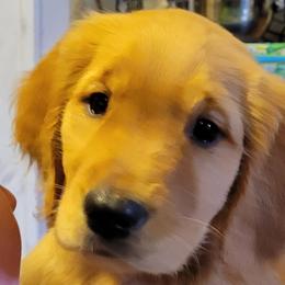 Girl 2 pink collar - Golden Golden Retriever puppy in Brush Prairie, Washington from Paradise Peaks