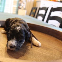 Bernedoodle Puppies from Doodle Dealers