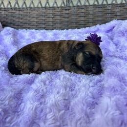 Sarah - Black and fawn female Bouvier des Flandres puppy in Buffalo, Missouri from Noble Bouviers