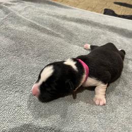 Fuscia - Black and white female Cardigan Welsh Corgi puppy in Divide, Colorado from Aspen Peak Corgis