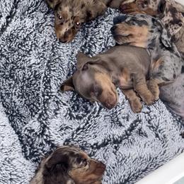 Dachshund Puppies from Our Sweet Dachshund Farm