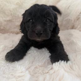 Cruella - female Australian Mountain Doodle puppy in Fullerton, California from Emerald Creek Doodles