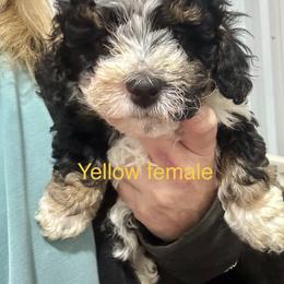 Tri yellow - Tri-color female Bernedoodle puppy in Petersburg, Michigan from Brittany’s Mini Bernedoodles