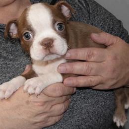 Flint - Red male Boston Terrier puppy in Powell Butte, Oregon from RVF Boston Terriers