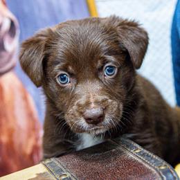 Lime Boy - White and red male Border Collie puppy in Shelbyville, Tennessee from C Horns Ranch Border Collies