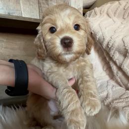 Lucky - Apricot male Goldendoodle puppy in Decatur, Texas from Scherrer Sweet Goldendoodles