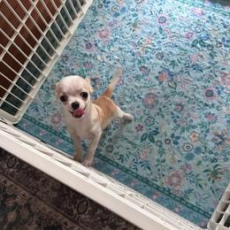 Smooth Coat Boy - Sable spotted white male Chihuahua puppy in Fargo, North Dakota from Wild Prairie Chihuahuas