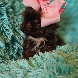 AKC Little KISSES - Liver female Shih Tzu puppy in Dexter, Kentucky from Enchanting Shih tzu