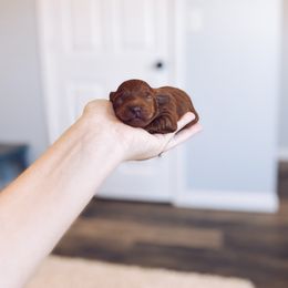Goldendoodle Puppies from J&J Doodles