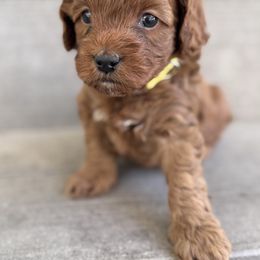 Boy 3 - Red and white male Cockapoo puppy in Draper, Utah from Mair Family