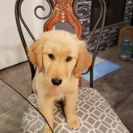 Golden Retriever Puppies from Nutmeg's Golden Puppy Dog
