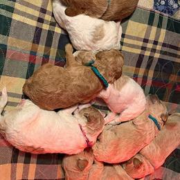 Goldendoodle Puppies from Goldendoodle Baby