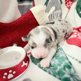 Dasher - Blue merle male Miniature Australian Shepherd puppy in Kinsale, Virginia from Northern Neck Aussies