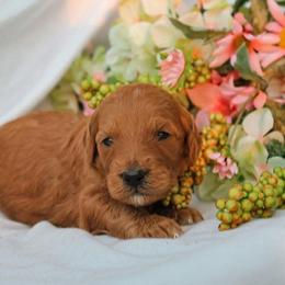 Goldendoodle Puppies from ENC Goldendoodles