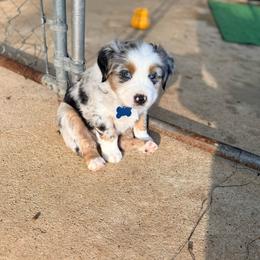 Romeo - Blue merle male Australian Shepherd puppy in Plantersville, Texas from Jak Se Auss