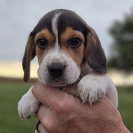Rascal - Black red and white male Beagle puppy in Bethany, Missouri from Fox Creek Beagles