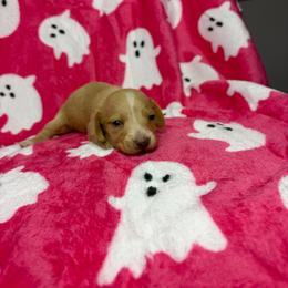 Sammy - Cream male Dachshund puppy in Lake City, Florida from My Ditzy Doxies of Florida