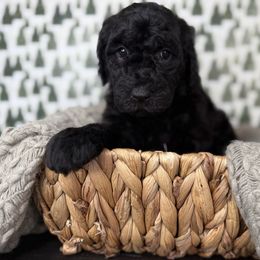 Balsam - Black male Goldendoodle puppy in Fayetteville, Arkansas from Silver Hill Farm