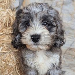 Ian - Merle male Cockapoo puppy in Salt Lake City, Utah from Utah Cocker Spaniels