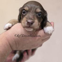 Sully - Chocolate and cream male Dachshund puppy in Oklahoma City, Oklahoma from OkieDoxieland Dachshunds