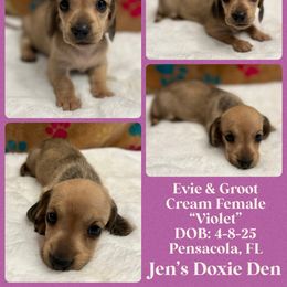 Violet - Cream female Dachshund puppy in Pensacola, Florida from Jen's Doxie Den