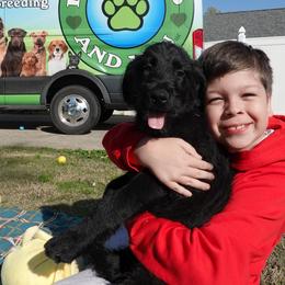 Girl 3 - female Black Russian Terrier puppy in Charleston, West Virginia from Louisov Kennel