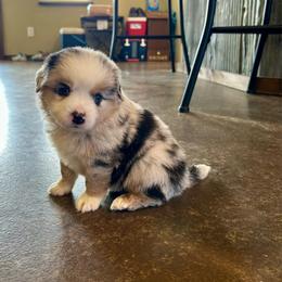 Cuddler - Blue merle male Miniature Australian Shepherd puppy in Edgar Springs, Missouri from Scott’s Aussies LLC