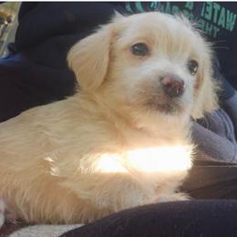 Finn - White and tan male Maltese puppy in Ludington, Michigan from OT Maltese & Co