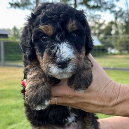 Yosemite - Tri-color female Bernedoodle puppy in Draper, Utah from Salt City Farm