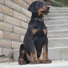 Doberman Pinscher Puppies from Obsidian Kennels