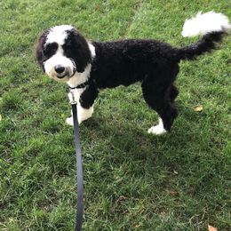 Bernedoodle, Bernese Mountain Dog, and Sheepadoodle All Grown Up from VonDoodles Bernedoodles & Sheepadoodles