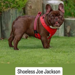 Shoeless - French Bulldog