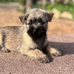 Mitch - Cream male Cairn Terrier puppy in Mountain Grove, Missouri from CreekTop