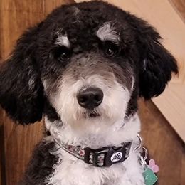 Assorted Doodle Crosses, Australian Labradoodles, Bernedoodles, and Sheepadoodles from Lookingglass Doodles