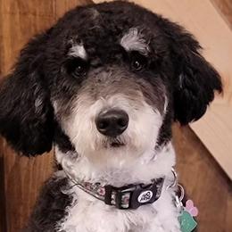 Assorted Doodle Crosses, Australian Labradoodles, Bernedoodles, and Sheepadoodles from Lookingglass Doodles
