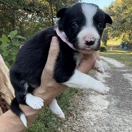 Girl 4 - female Border Collie puppy in Foley, Alabama from Bama Border Collies