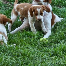 Jasper - Brittany