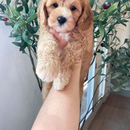 Bernedoodle and Cavapoo Puppies from Wonderful World Doodles