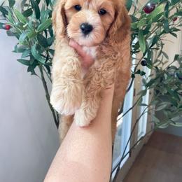 Bernedoodle and Cavapoo Puppies from Wonderful World Doodles