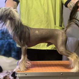 Seiko - Chinese Crested