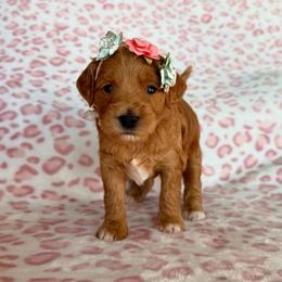 Christmas Princess Britney - Apricot female Goldendoodle puppy in Spanish Fork, Utah from Maplesierradoodles