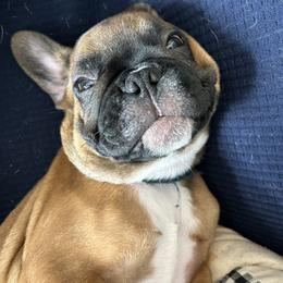 French Bulldog Puppies from Fishie's Frenchies