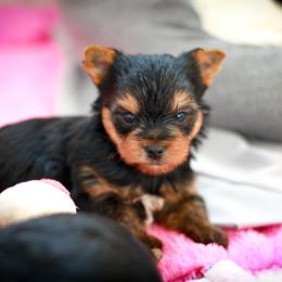 Yorkshire Terrier Puppies from Essence of Grace Yorkies