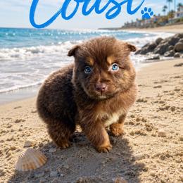 Coast - Red tri male Miniature Australian Shepherd puppy in Idalou, Texas from Lonesome Pine Mini Aussies