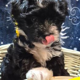 Girl 4 - Black and white female Havanese puppy in Manchester, Texas from Mimi's Havanese