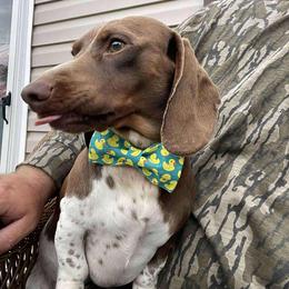 Willy - Dachshund